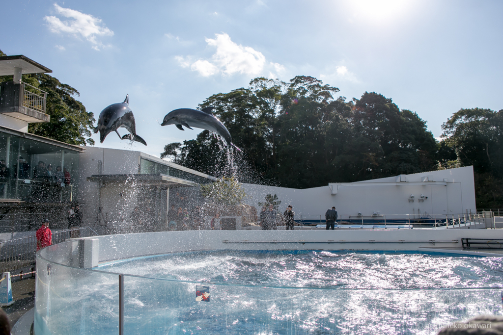 f:id:buchineko_okawari:20170109022052j:plain f:id:buchineko_okawari:20170109022052j:plain