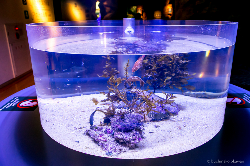 f:id:buchineko_okawari:20170109022103j:plain f:id:buchineko_okawari:20170109022103j:plain