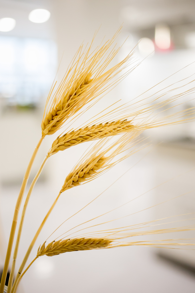 f:id:buchineko_okawari:20170706105953j:plain