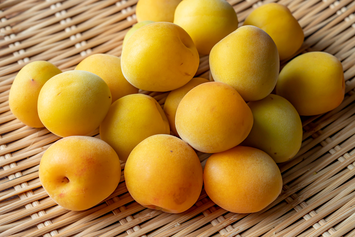 f:id:buchineko_okawari:20190810110443j:plain