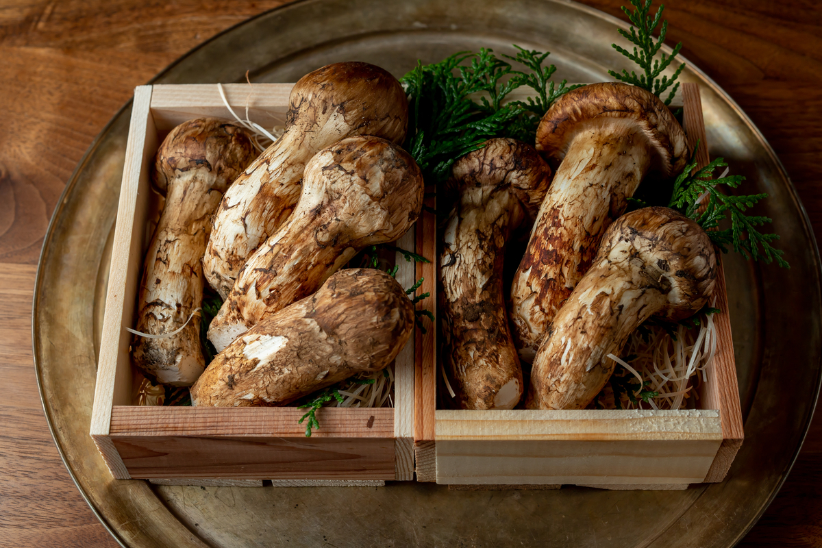 f:id:buchineko_okawari:20190909230315j:plain