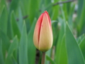 20100513153314