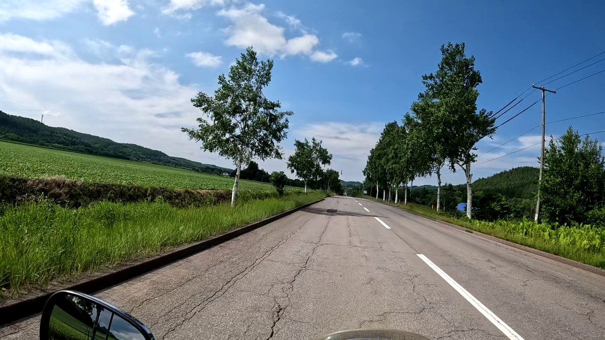 美幌町の白樺並木