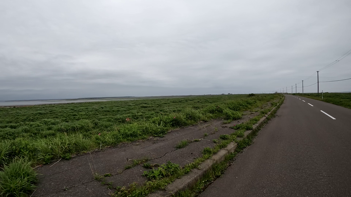 野付半島のシカ