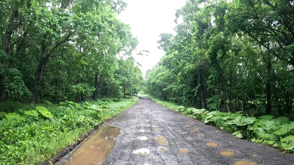 朽ちた舗装路