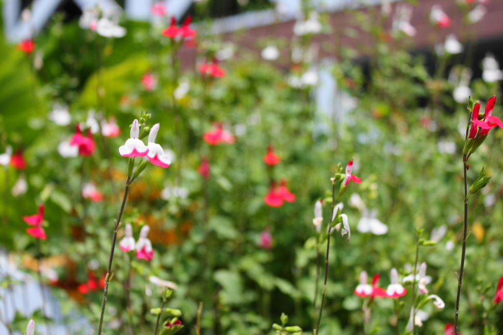 f:id:bucketlist:20170729101004j:plain