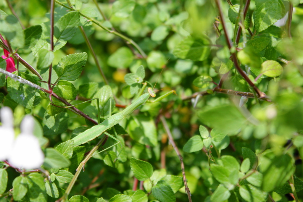 f:id:bucketlist:20170729101256j:plain