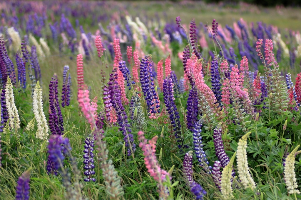 f:id:bucketlist:20180103095823j:plain