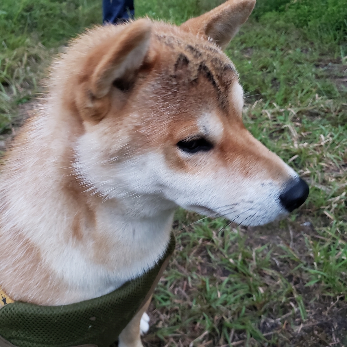 癒しをくれます茶々丸 今日の歩みはぼちぼちと