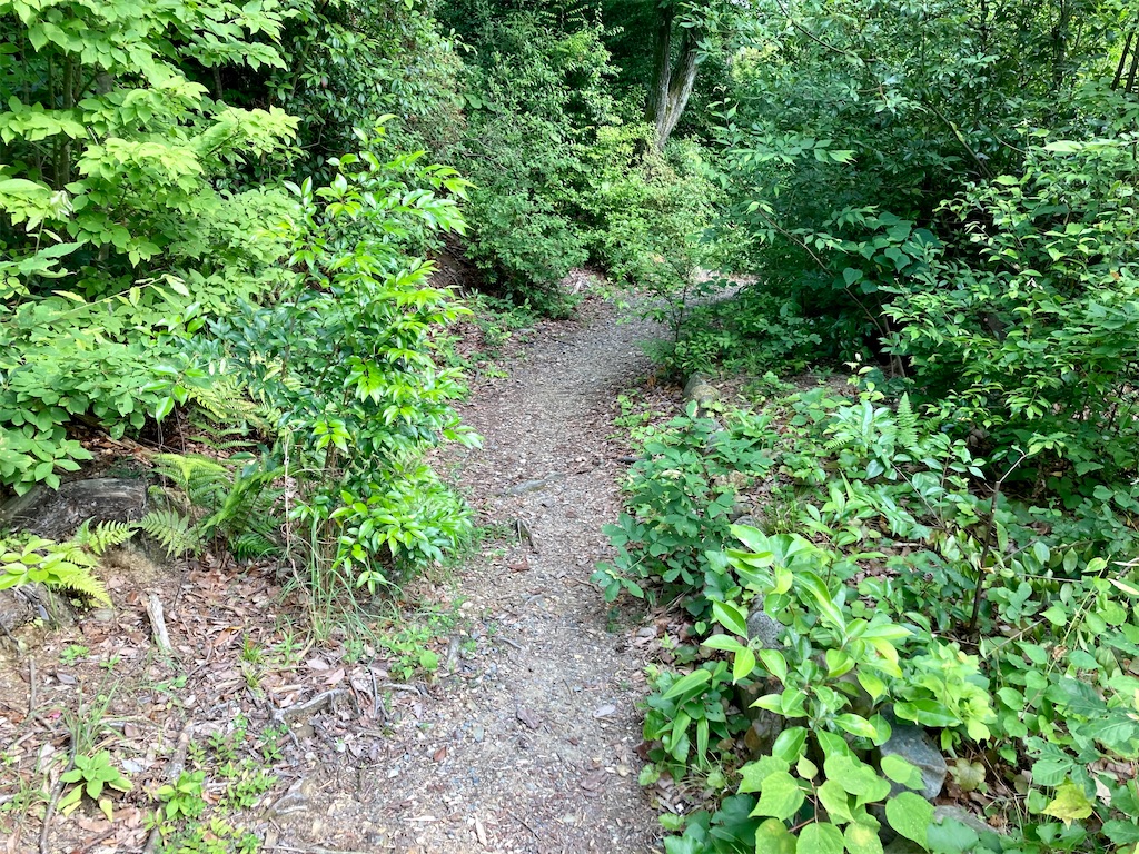 f:id:buckingham0120:20220620225214j:image