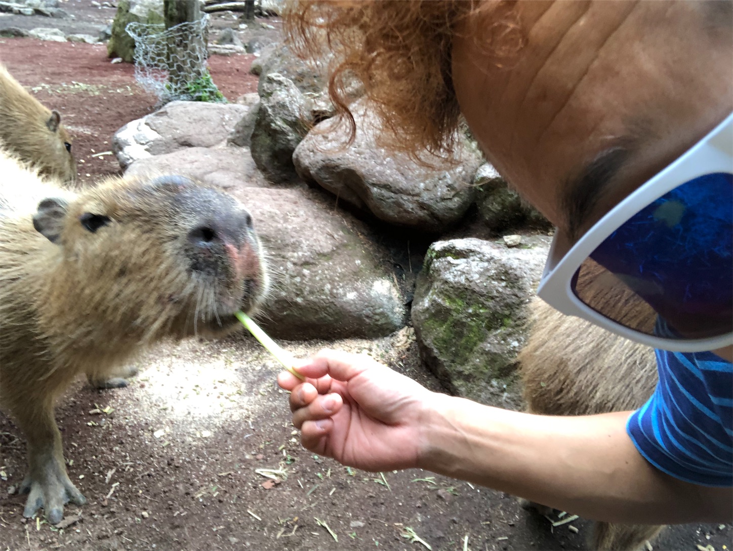 f:id:bucyoub51:20190815075056j:image