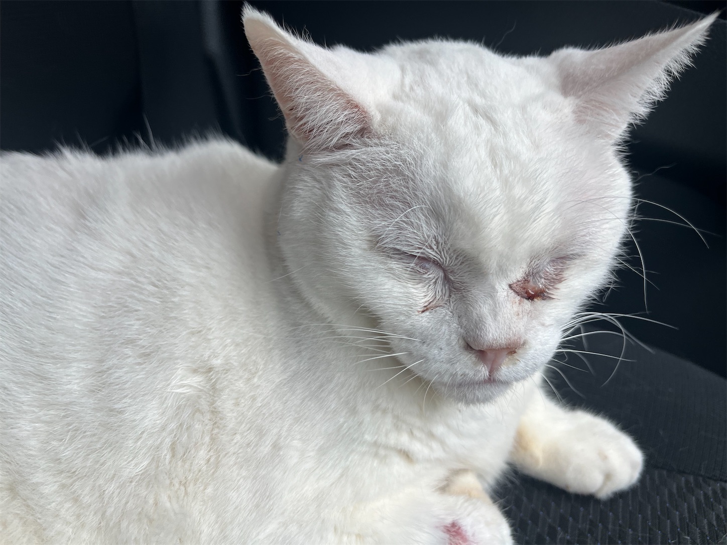 f:id:bucyoub51:20230323114730j:image