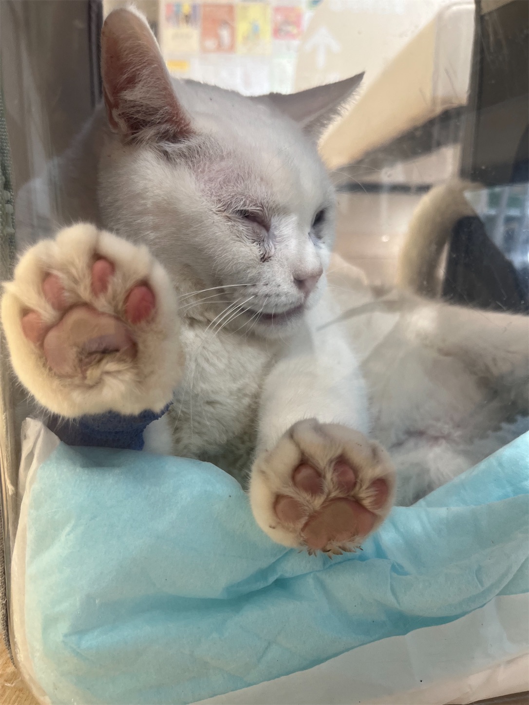 f:id:bucyoub51:20230323114734j:image f:id:bucyoub51:20230323114734j:image