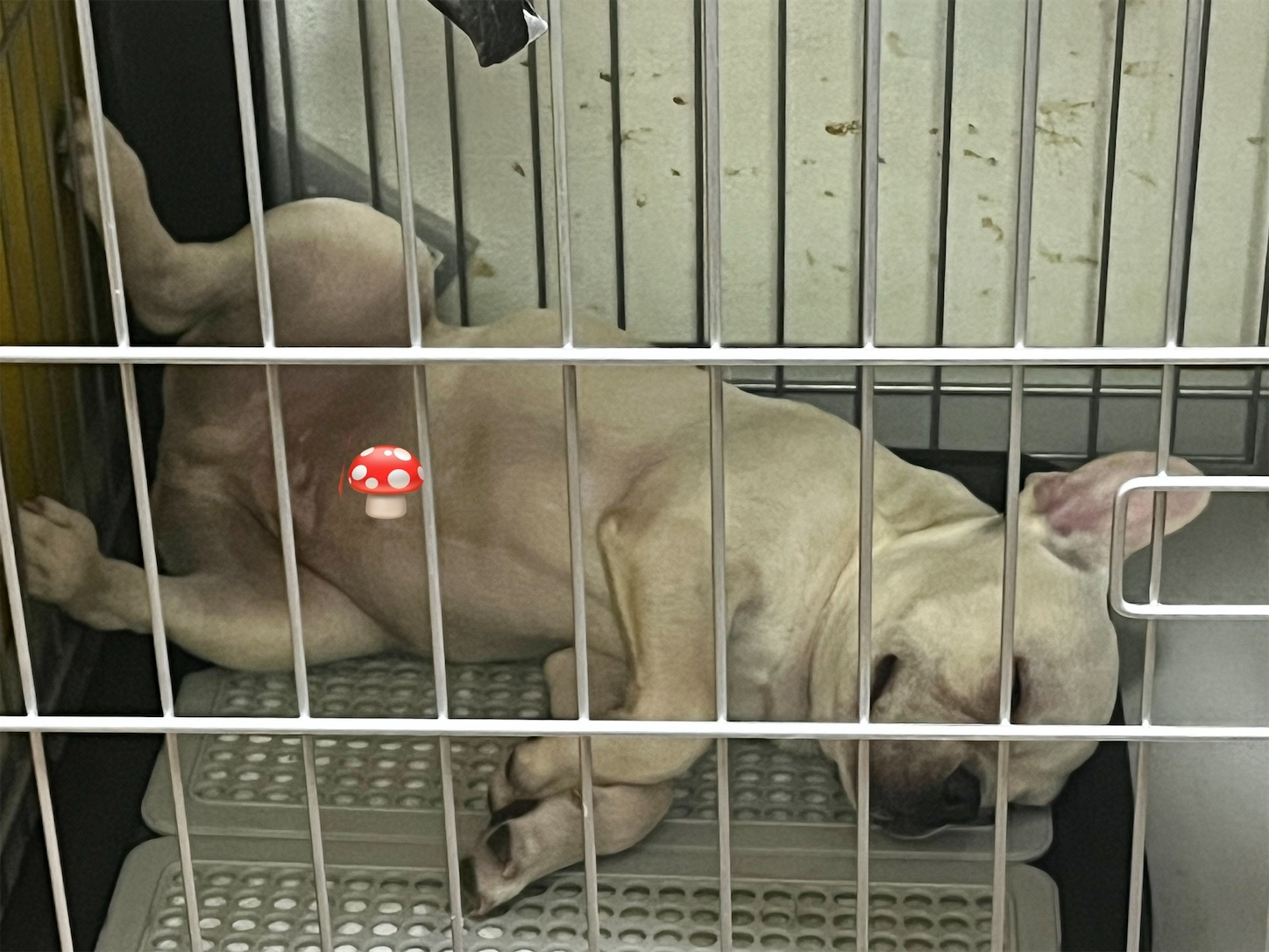 f:id:bucyoub51:20230921074314j:image