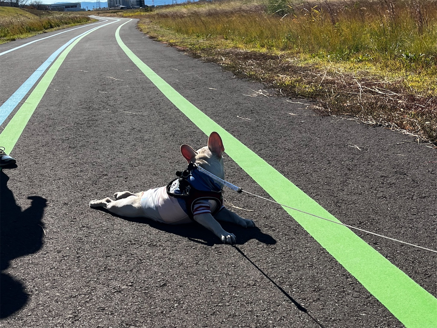 f:id:bucyoub51:20231030212850j:image