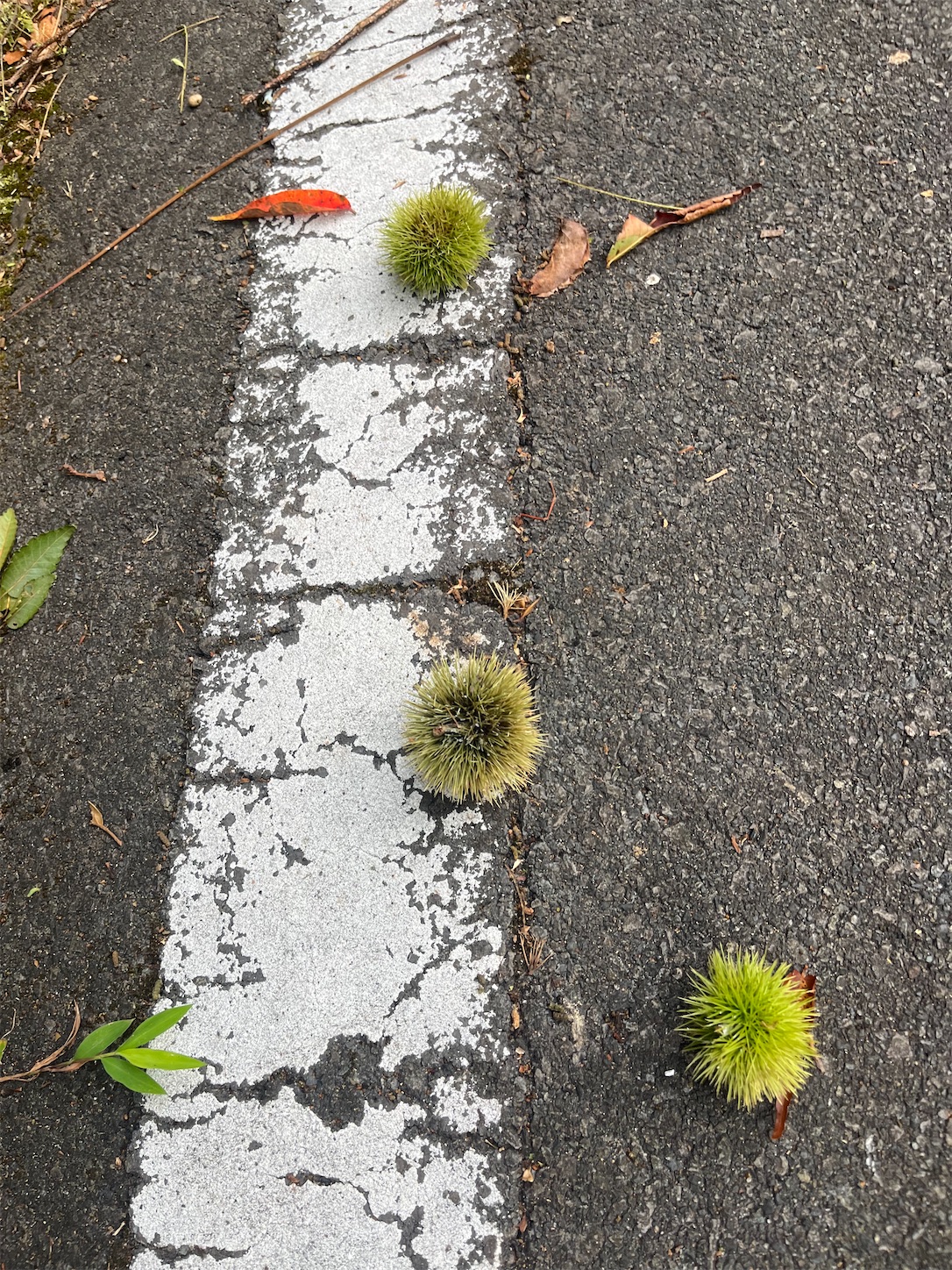 f:id:bucyoub51:20250830094918j:image