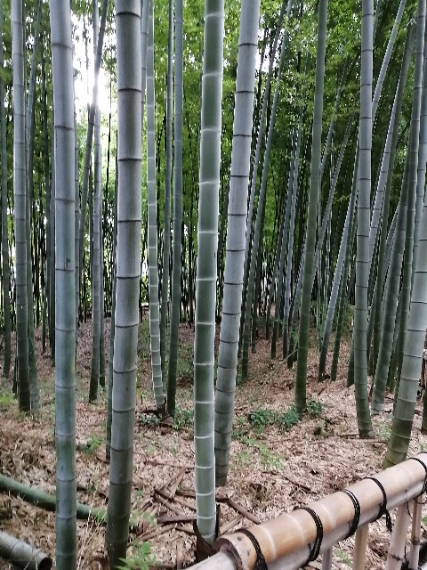 f:id:buddha01:20200818230101j:image