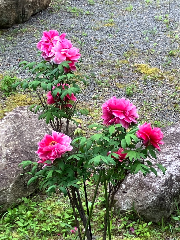 f:id:budoku-w:20260422174019j:image