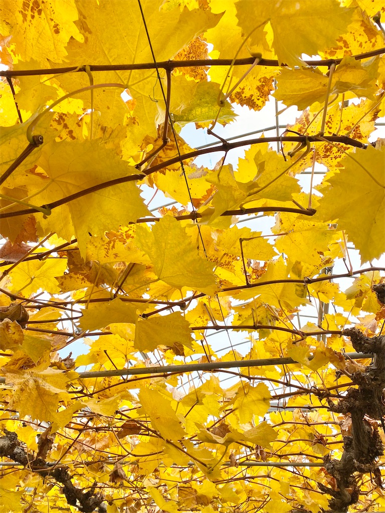 f:id:budolog:20211223130905j:image