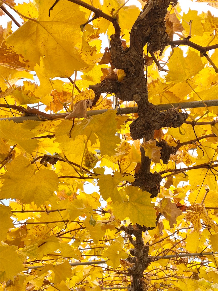 f:id:budolog:20211223130946j:image