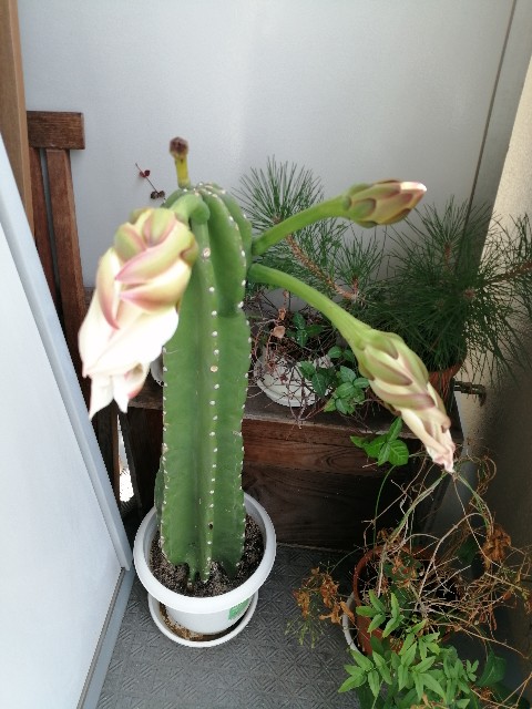 サボテンの花咲いてる Budousanのブログ