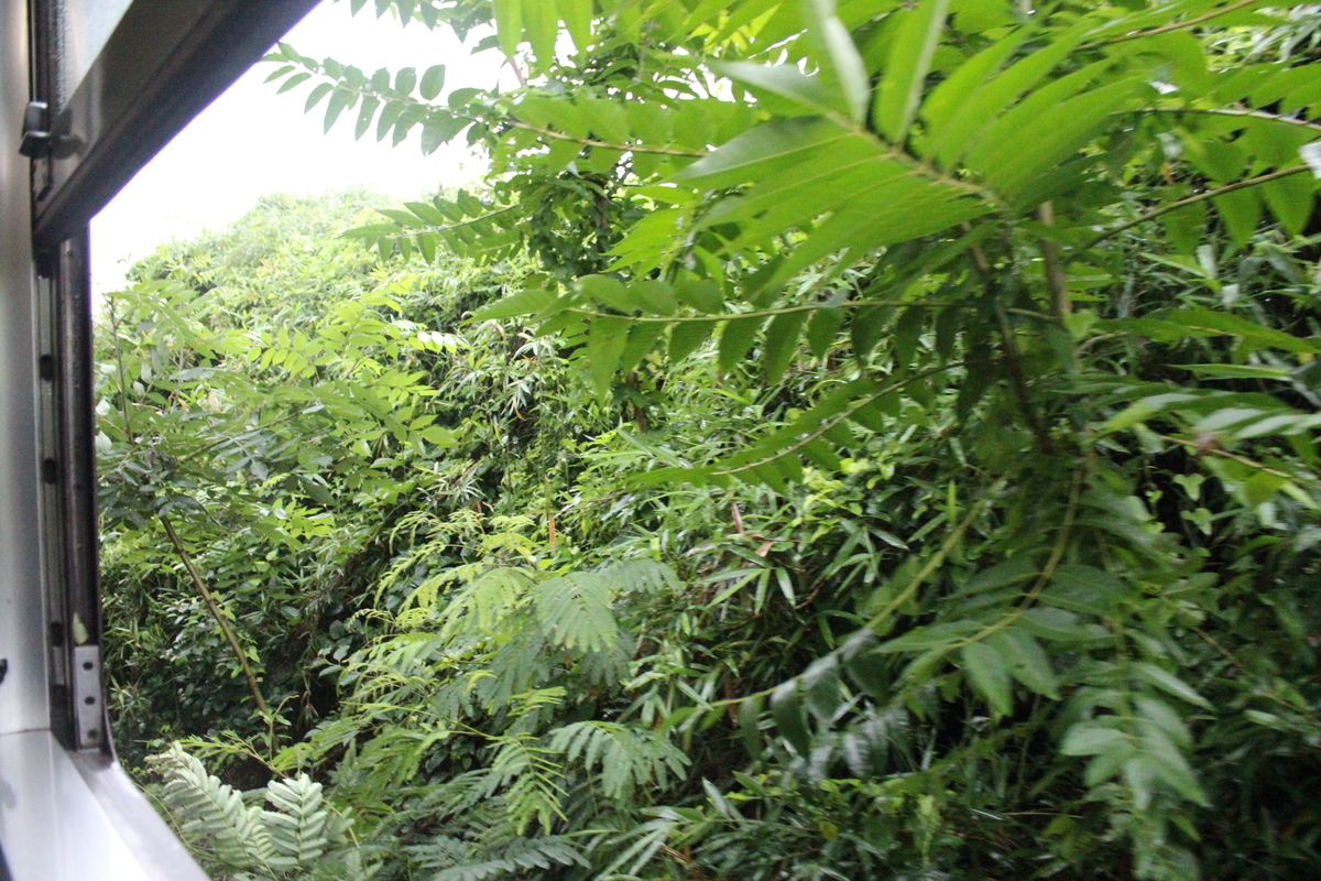 f:id:budoutorinngo:20190701234845j:plain f:id:budoutorinngo:20190701234845j:plain