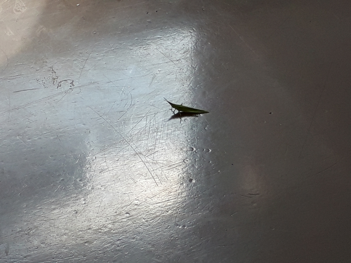 f:id:budoutorinngo:20190907020601j:plain f:id:budoutorinngo:20190907020601j:plain