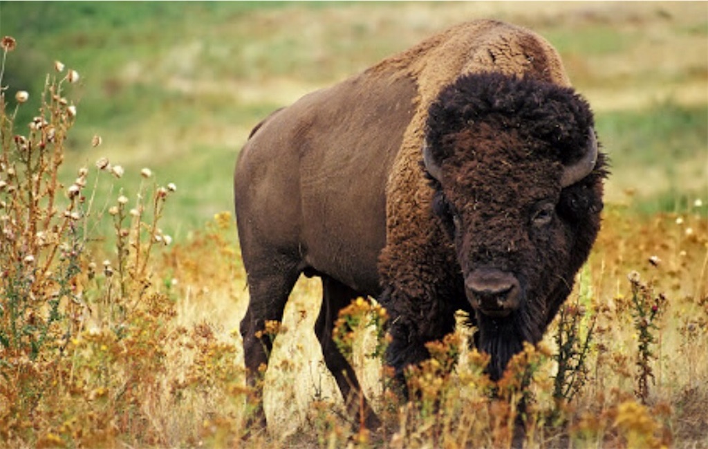 f:id:buffaloesblog:20190215075902j:image