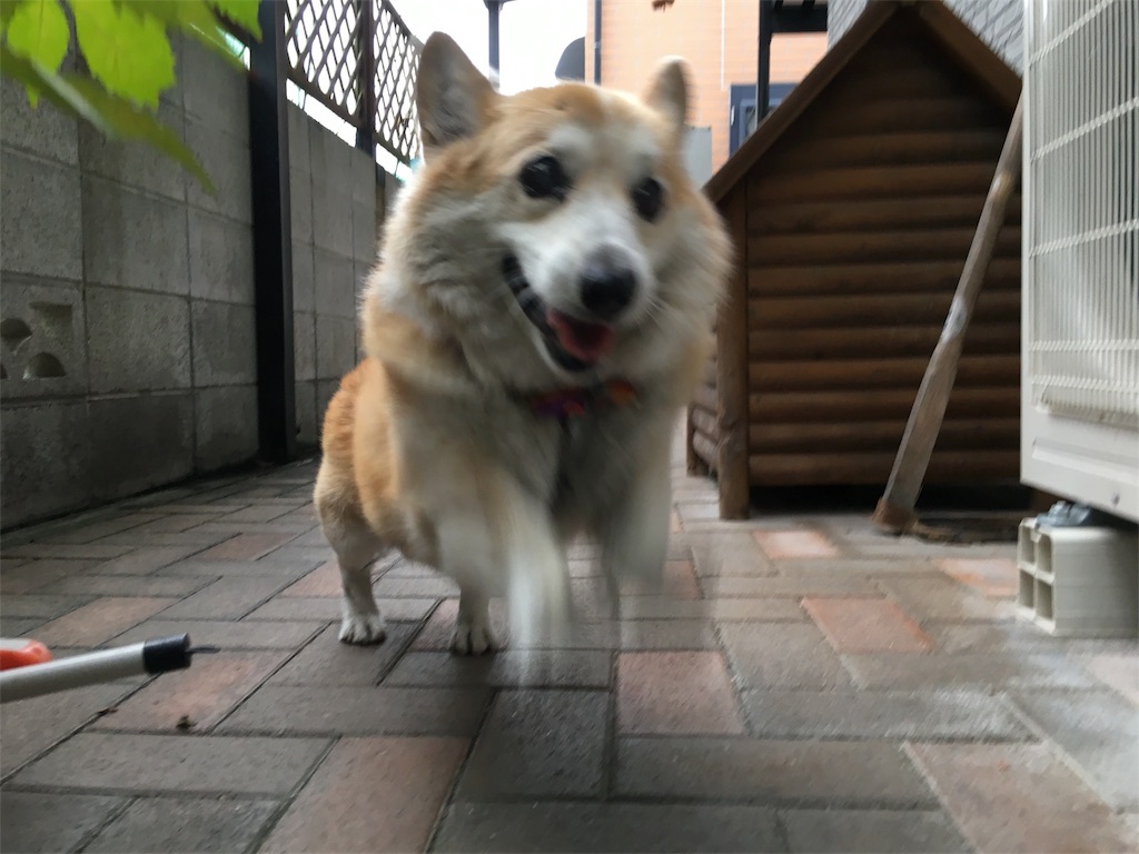 f:id:buffenya:20181023162718j:image