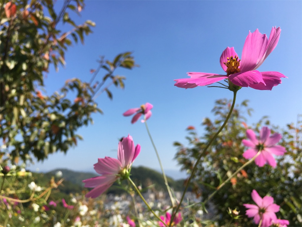 f:id:buffenya:20181025140841j:image