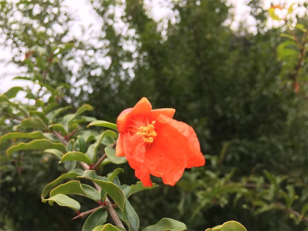 f:id:buffenya:20181026174412j:image
