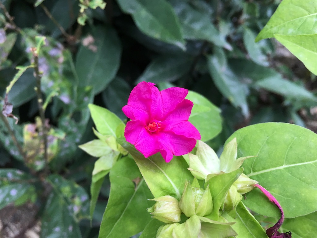 f:id:buffenya:20181026174415j:image