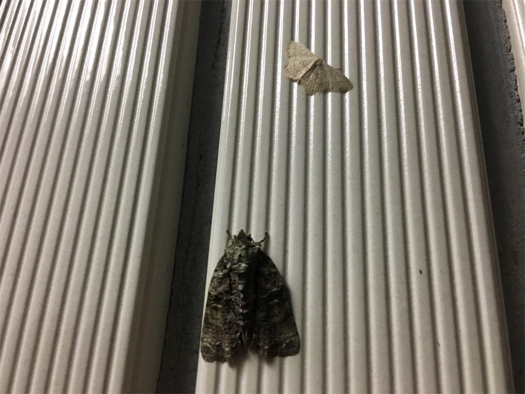f:id:buffenya:20181027211337j:image