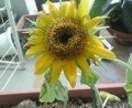 20090728122912