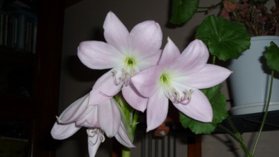 f:id:buhi84shin:20090314220238j:image