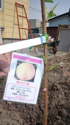 f:id:buhi84shin:20090412105111j:image