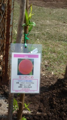 f:id:buhi84shin:20090412105218j:image