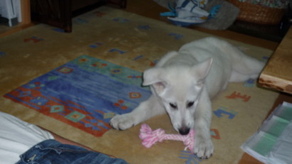 f:id:buhi84shin:20090419202951j:image