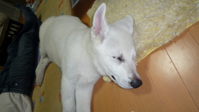 f:id:buhi84shin:20090419211813j:image