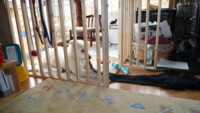 f:id:buhi84shin:20090421140313j:image