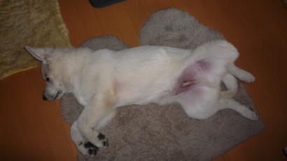 f:id:buhi84shin:20090423065809j:image