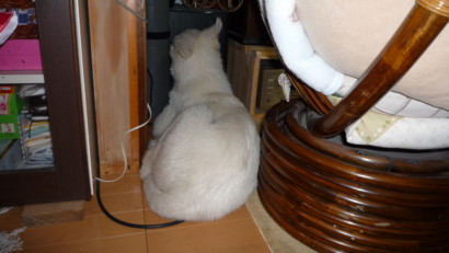 f:id:buhi84shin:20090425195029j:image