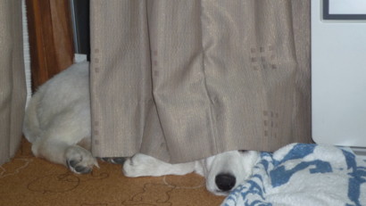 f:id:buhi84shin:20090426222138j:image