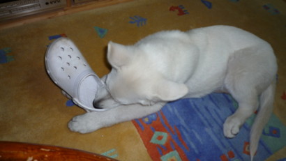 f:id:buhi84shin:20090428220348j:image
