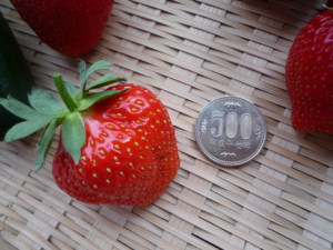 f:id:buhi84shin:20090601163755j:image f:id:buhi84shin:20090601163755j:image