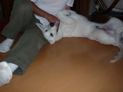 f:id:buhi84shin:20090603063052j:image