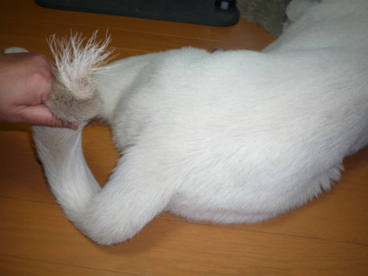 f:id:buhi84shin:20090607190138j:image