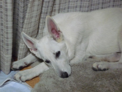 f:id:buhi84shin:20090612190808j:image