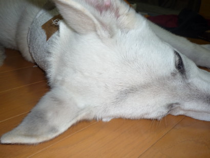 f:id:buhi84shin:20090617200652j:image