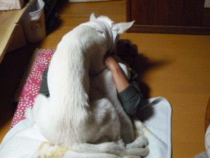 f:id:buhi84shin:20090617213808j:image
